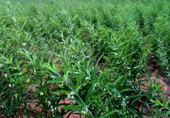 药食同源景观植物推荐：黄精