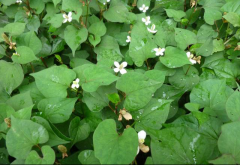 欧百易推荐：药食同源景观植物之鱼腥草